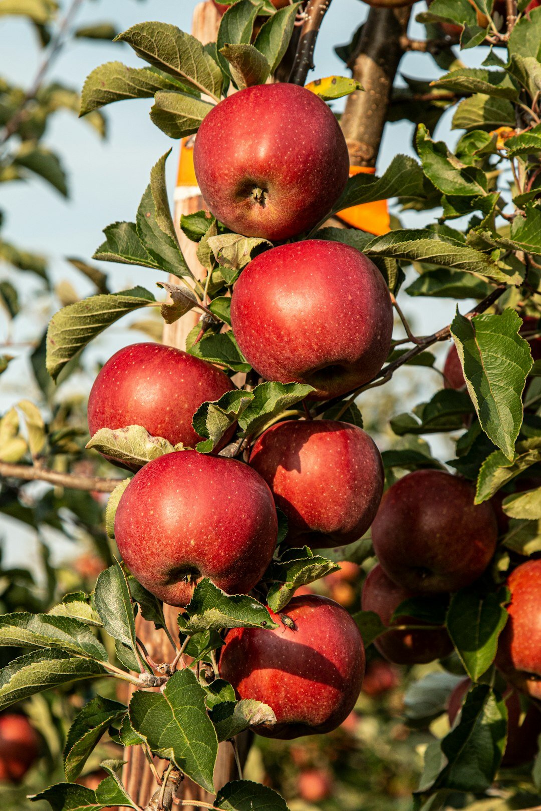Apple orchard with fruit trees in a Lithuanian garden