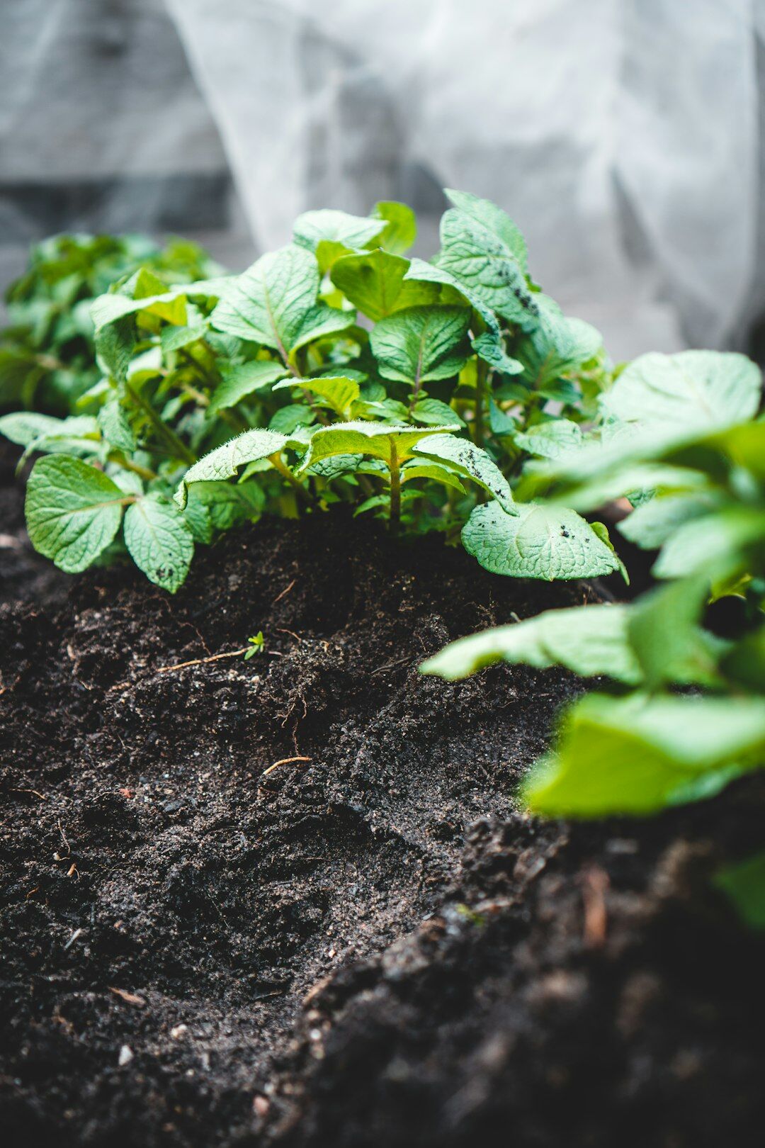 organic garden soil preparation