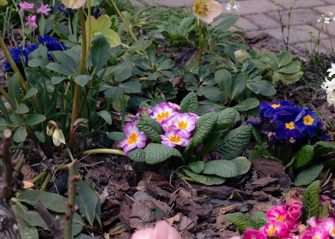 mulching garden bed