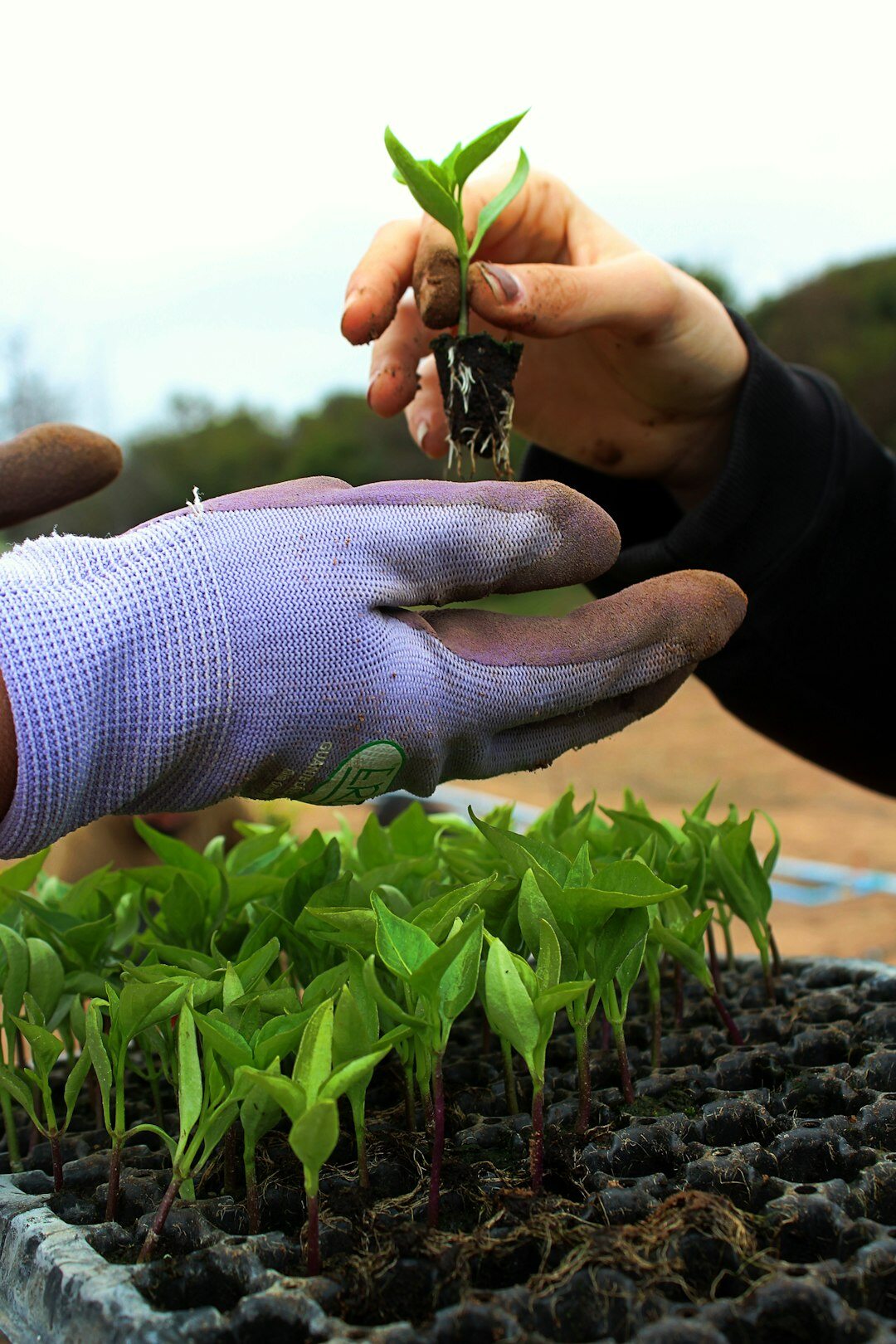 planting seedlings in garden