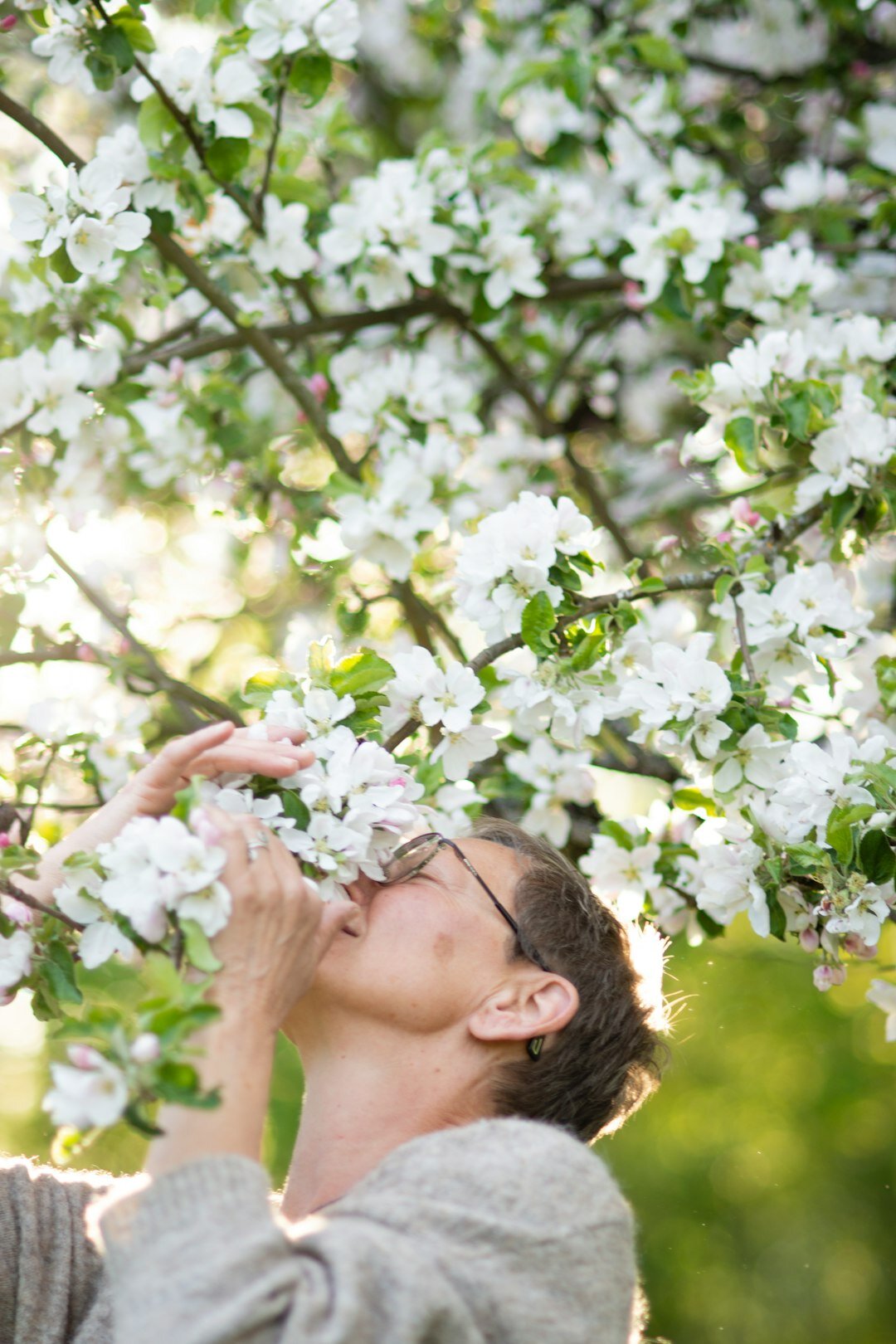 Lithuanian man pruning an apple tree branch in his garden