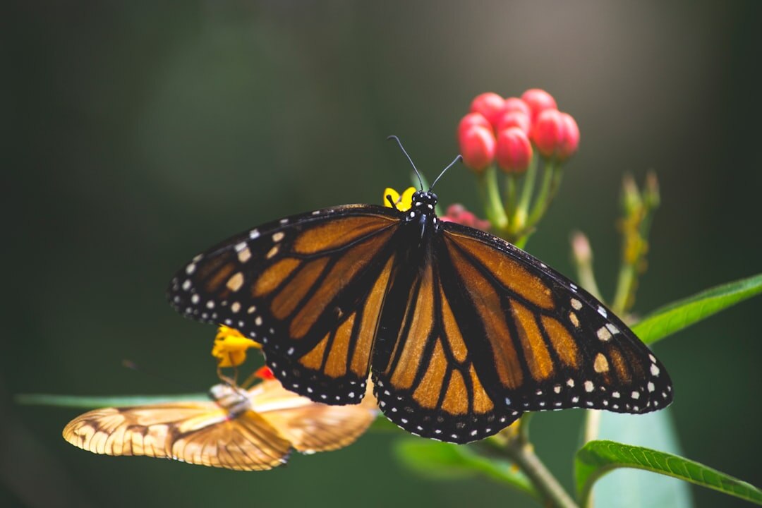 butterflies on flowers
