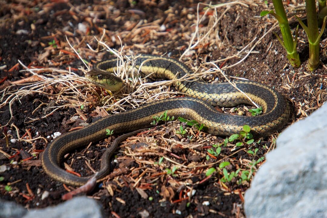 natural pest control in garden