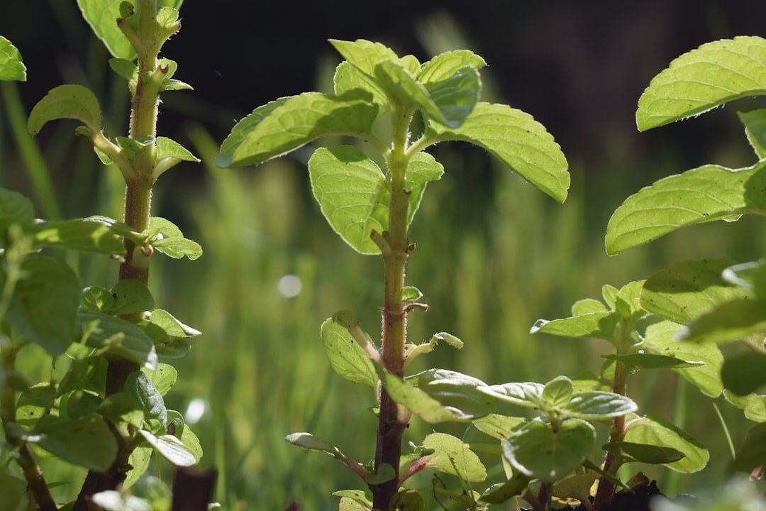 herbal plants in garden