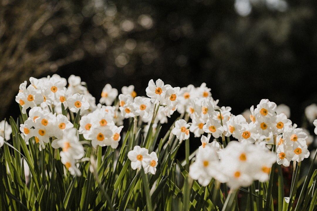daffodils blooming in spring
