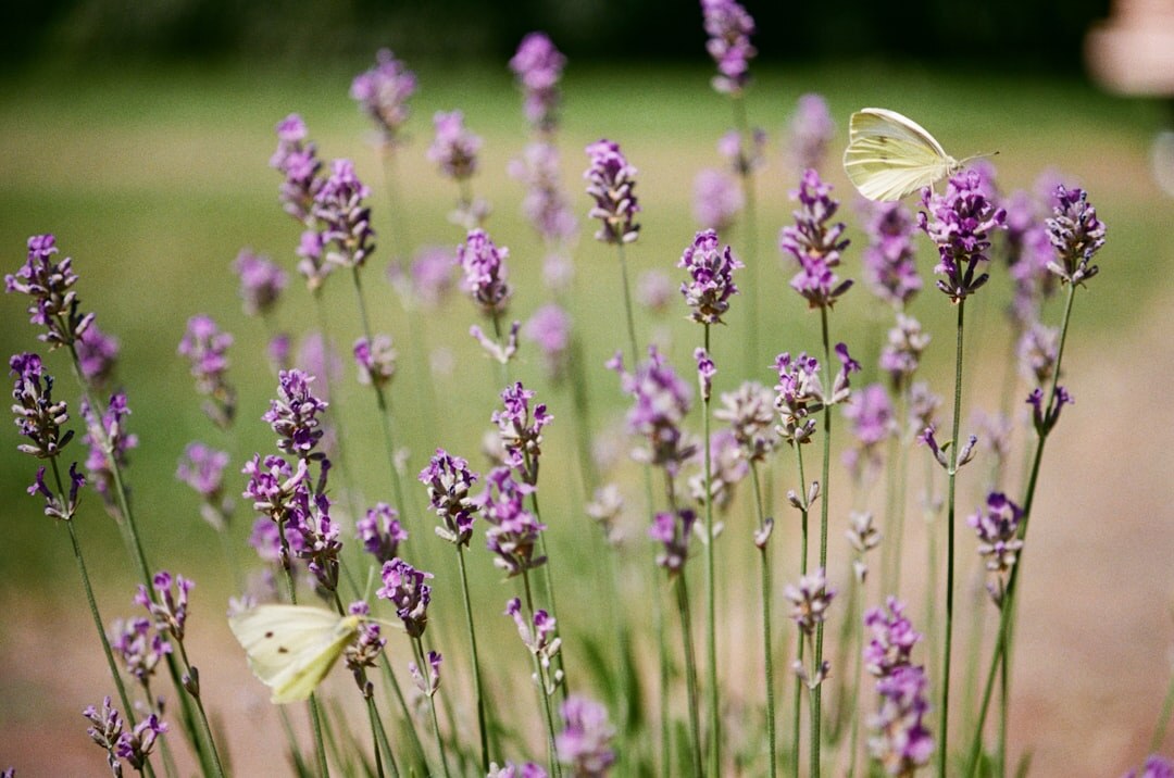 butterfly on lavender