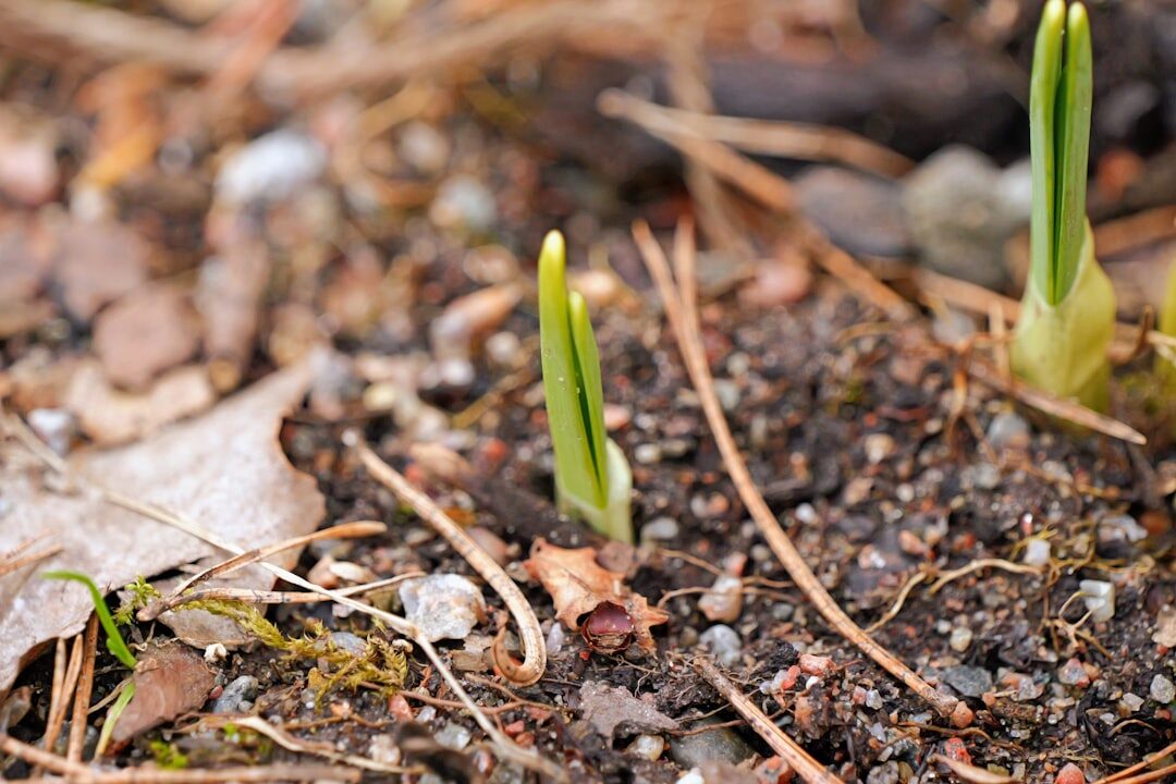 planting tulip bulbs in soil