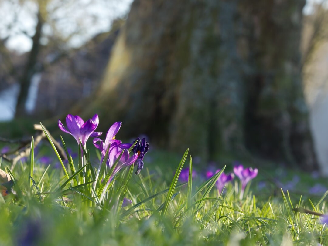 crocus flowers in meadow