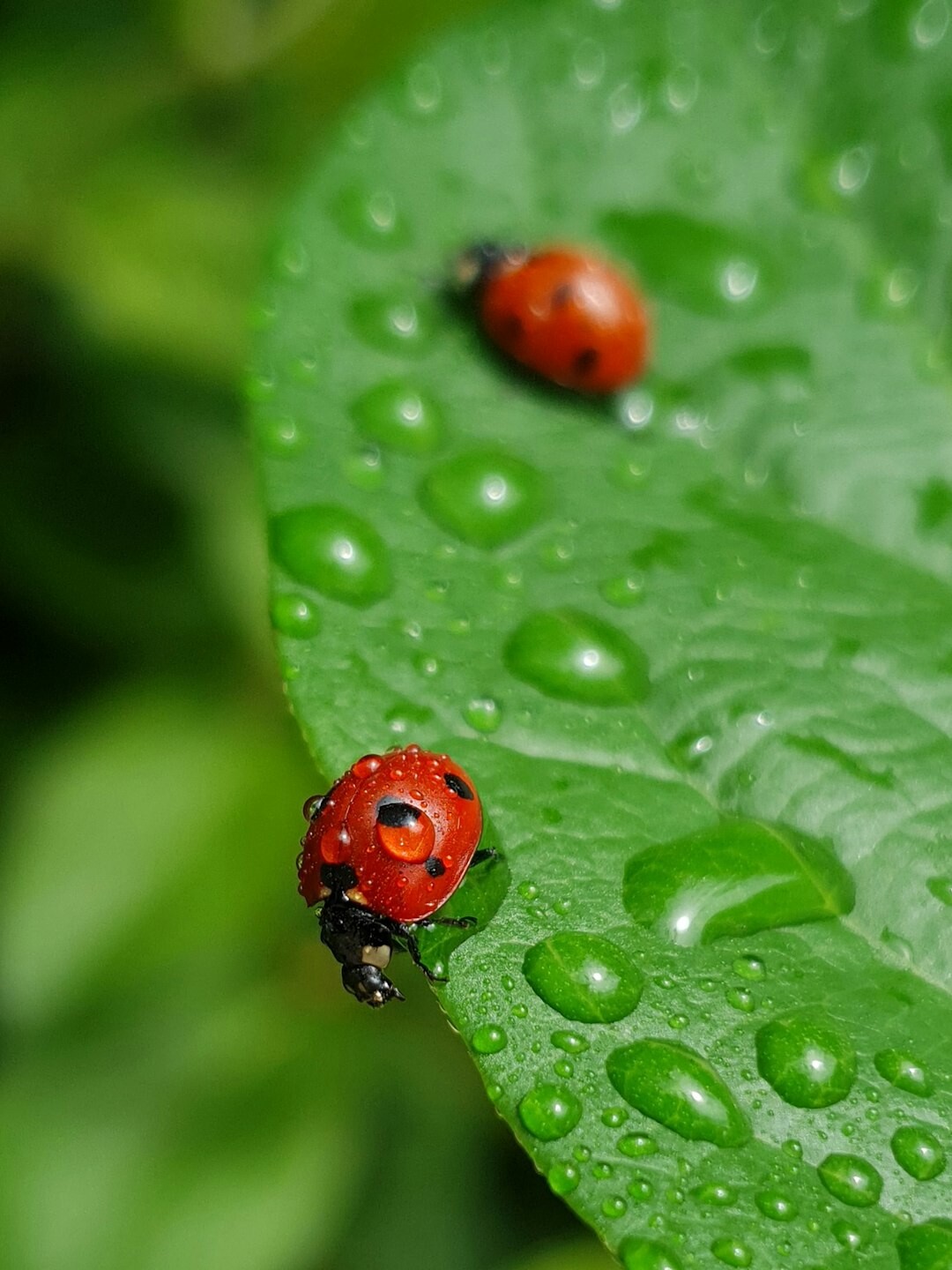 ladybug on leaf