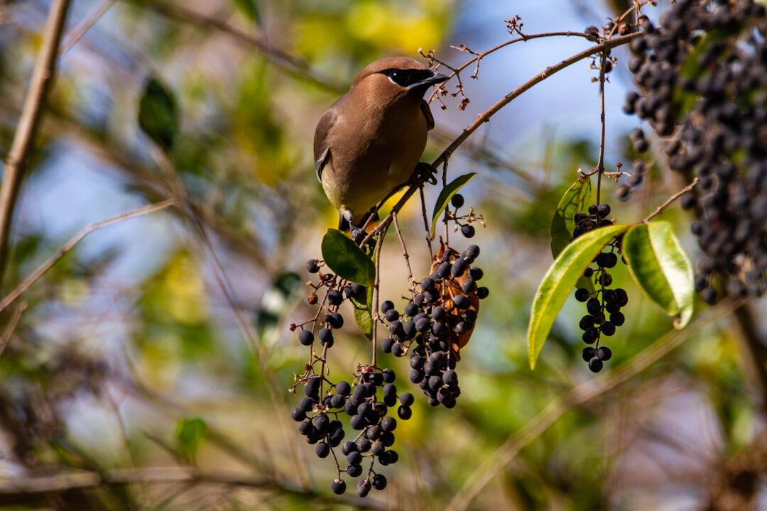 birds eating berries