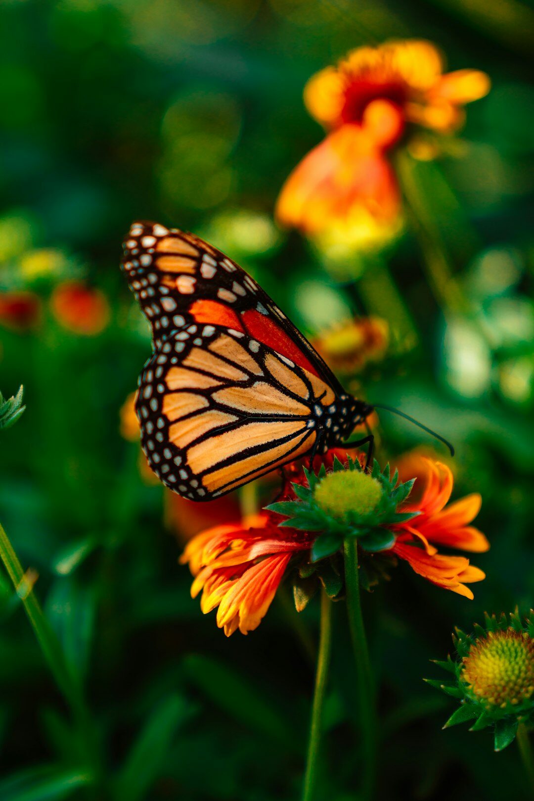butterflies on flowers