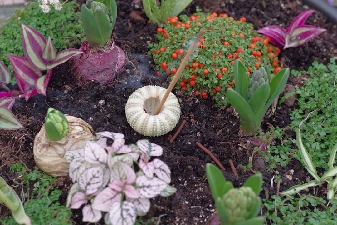 autumn bulb planting