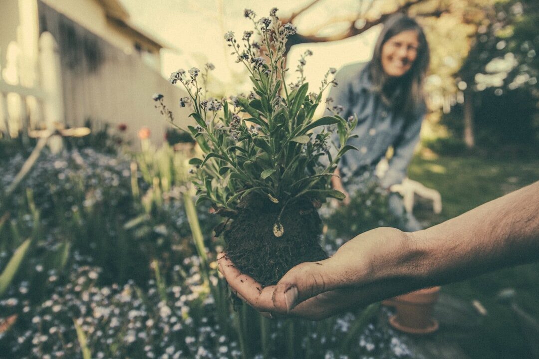 Lithuanian couple working together in their vegetable garden