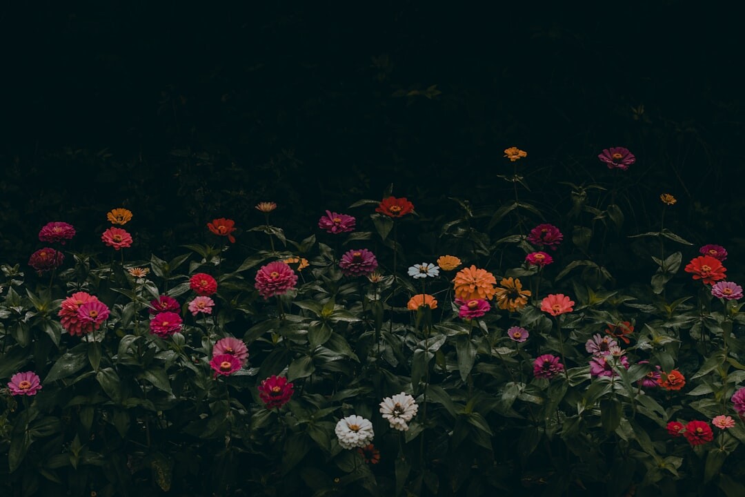 blooming garden flowers